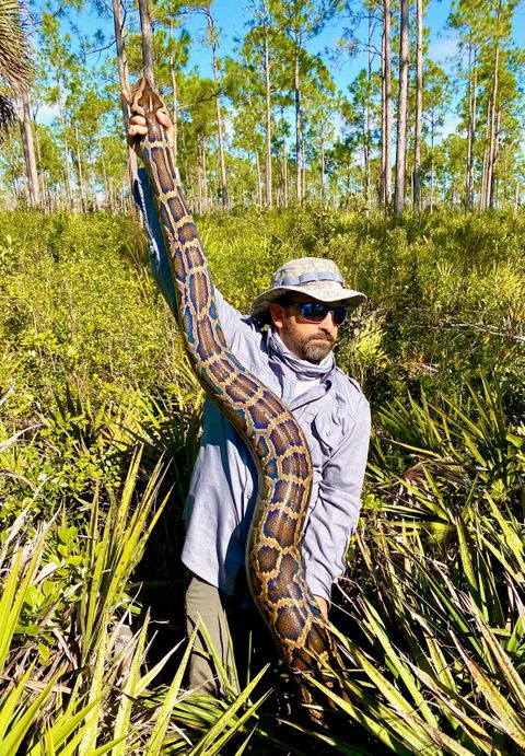 Giant ball of Burmese pythons having sex discovered in Florida ...