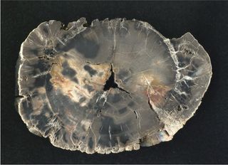 Petrified wood with fire scar