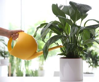 watering a peace lily