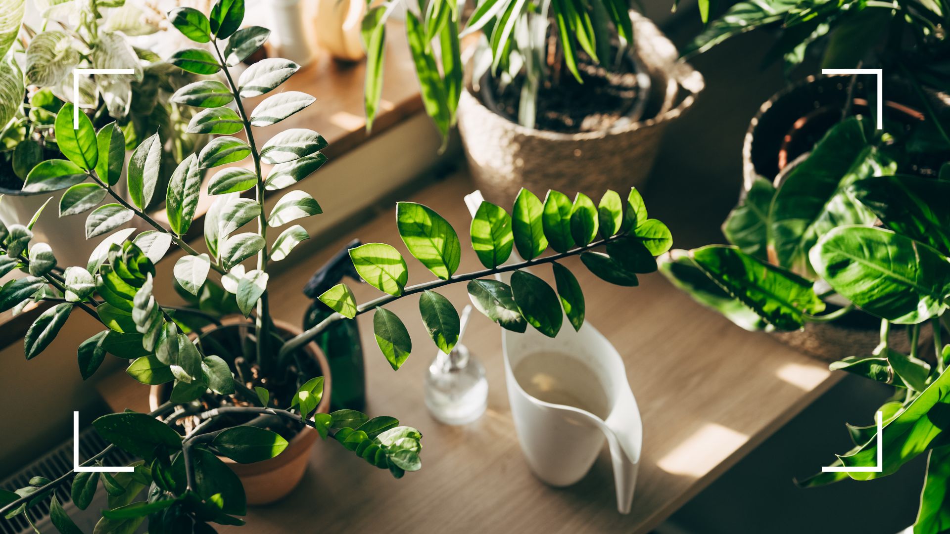 picture of houseplants with full watering can next to them