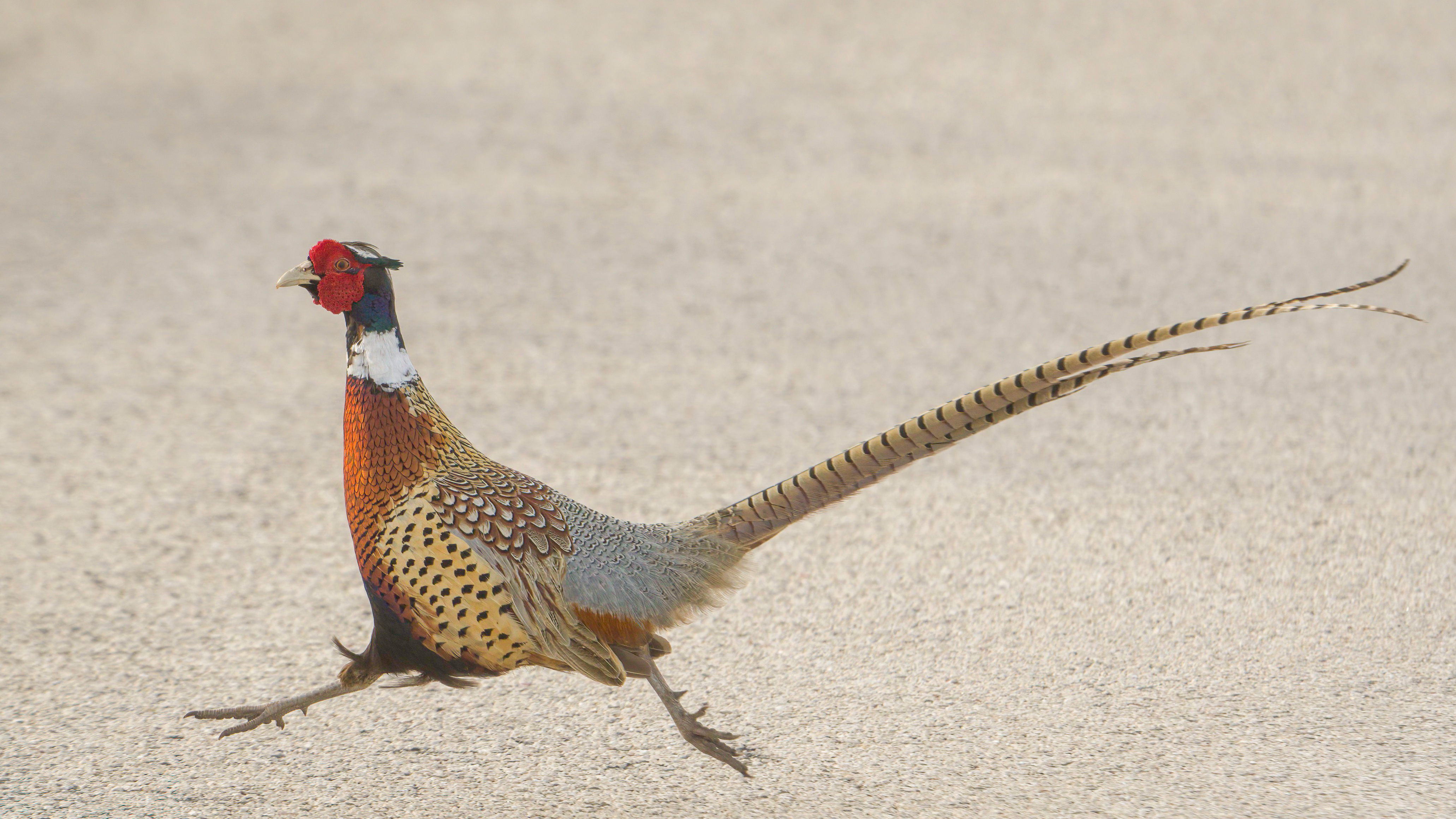 Pheasant