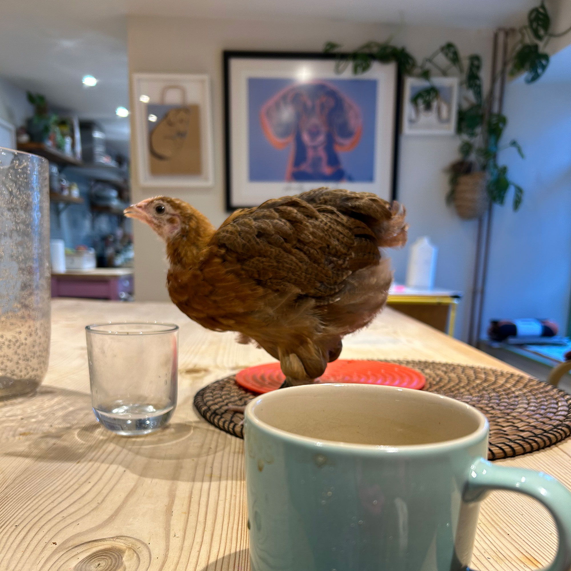 Small chicken standing on wooden kitchen table