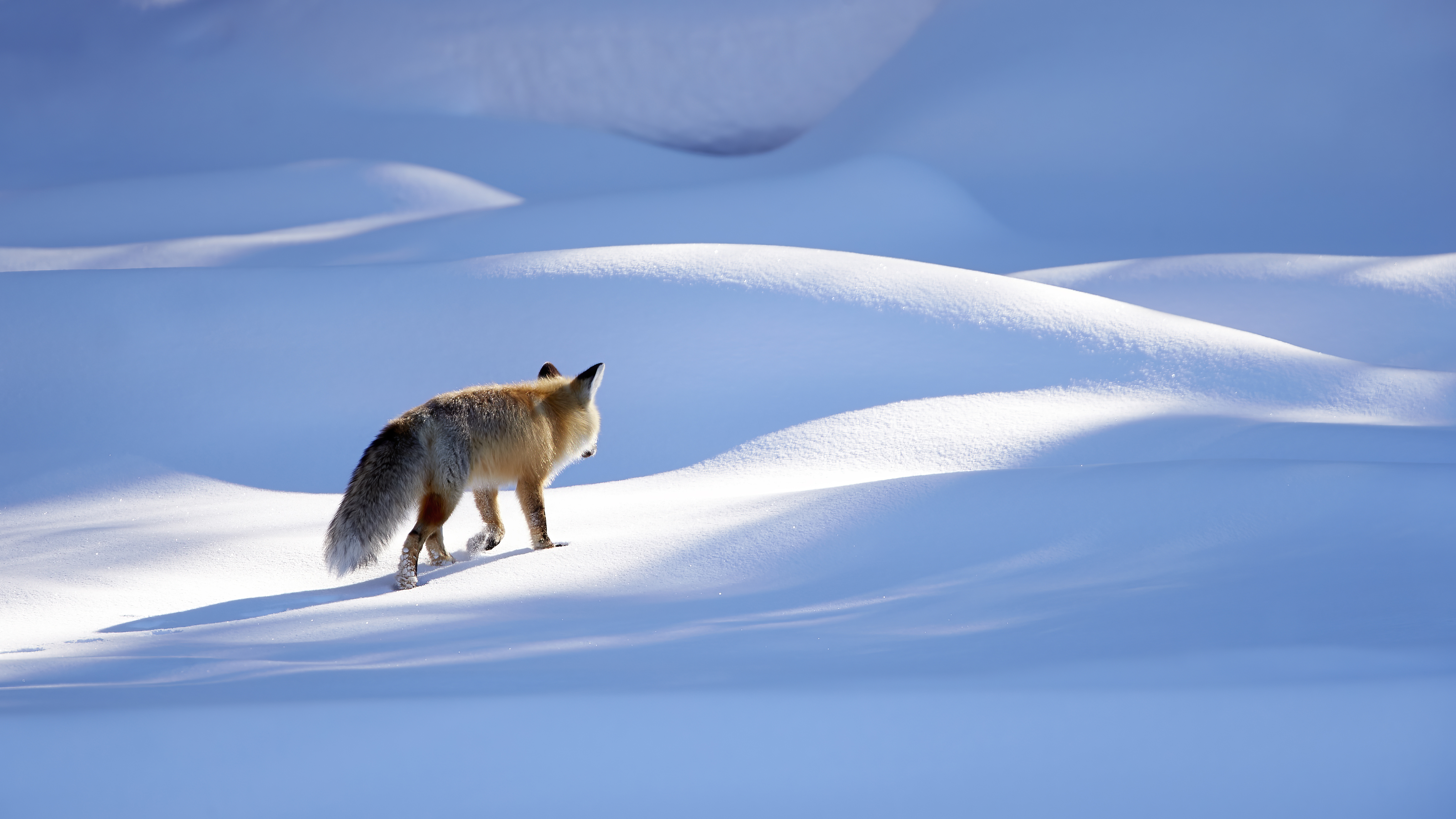A Red Fox facing away from the camera and stalking something in snow