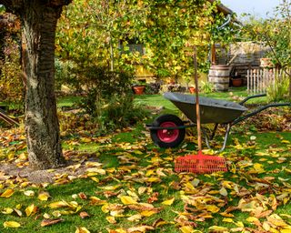 garden in autumn with a wheelbarrow and rake for clearing up leaves