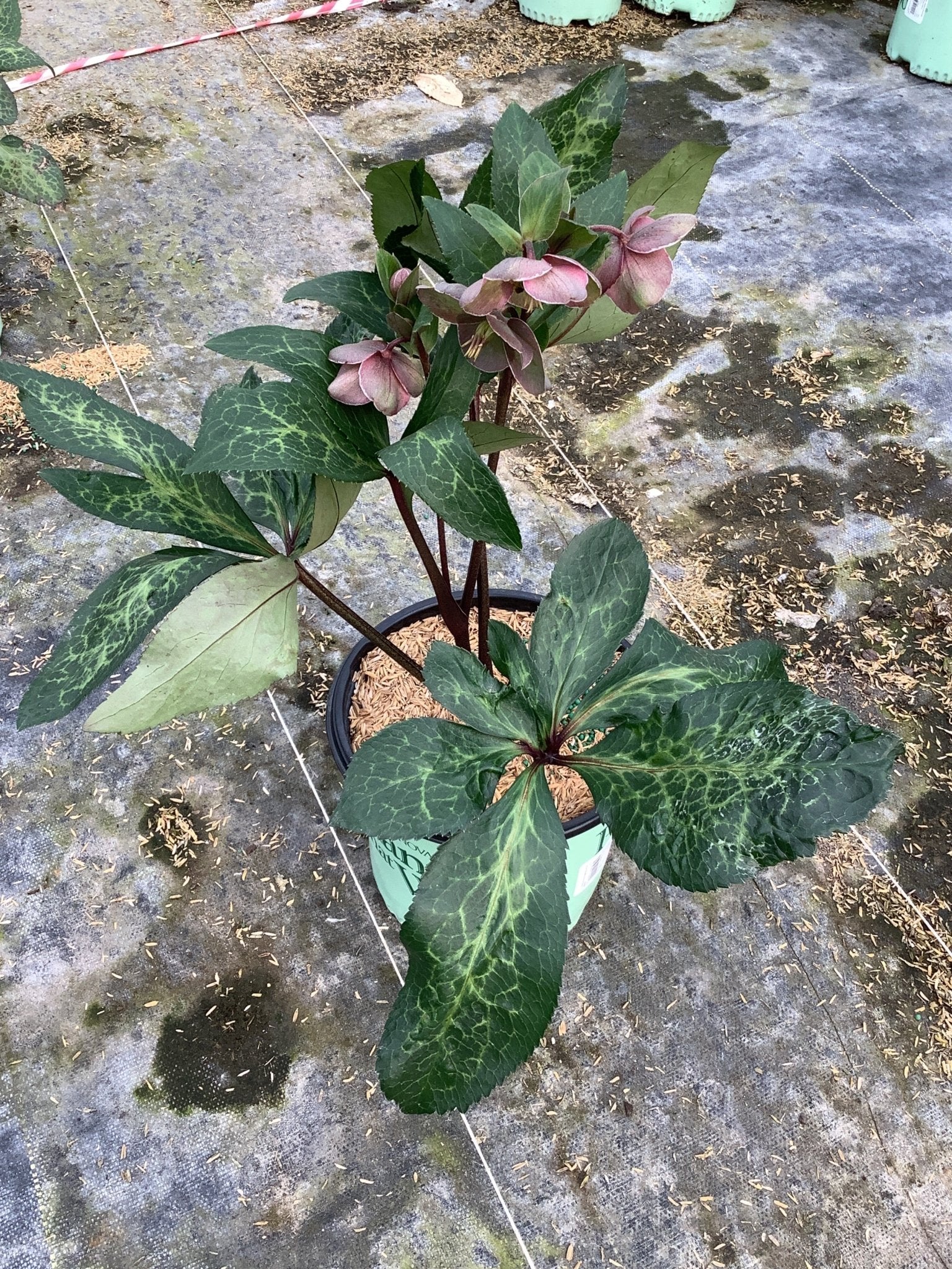 Frostkiss&amp;trade; Pippa's Purple&amp;reg; Lenten Rose - #1 Container