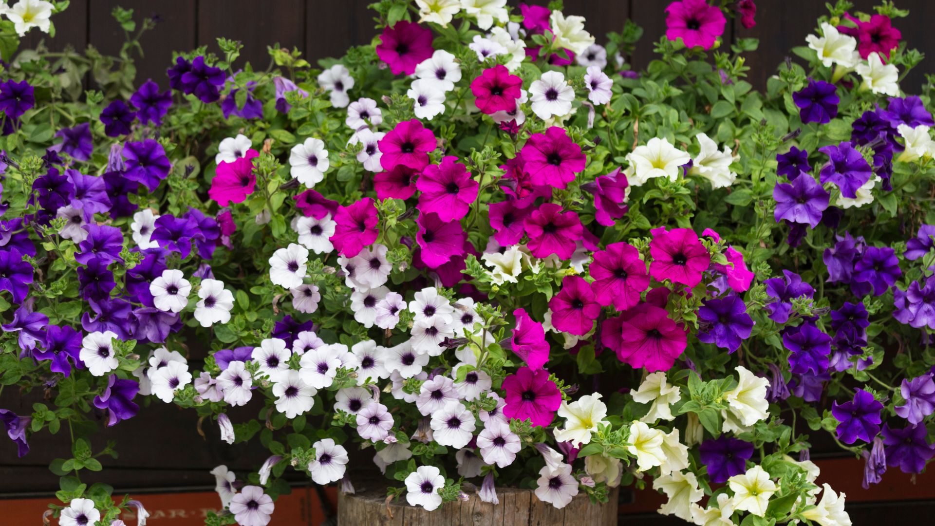 picture of petunias in hanging baskets