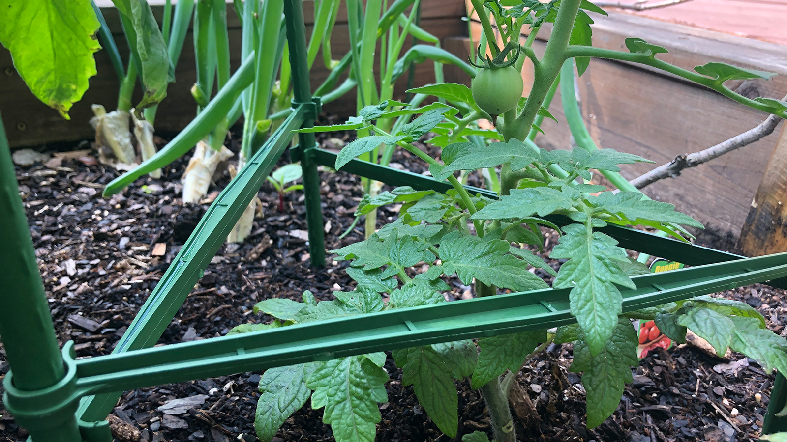 A tomato seedling in a plastic tomato cage