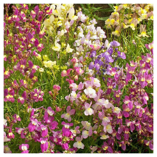 A close-up of a multi-colored shrub of snapdragons