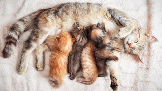Mother cat nursing her kittens