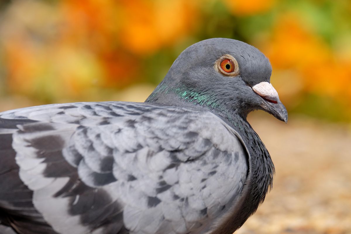 How to get rid of pigeons - pigeon repellent