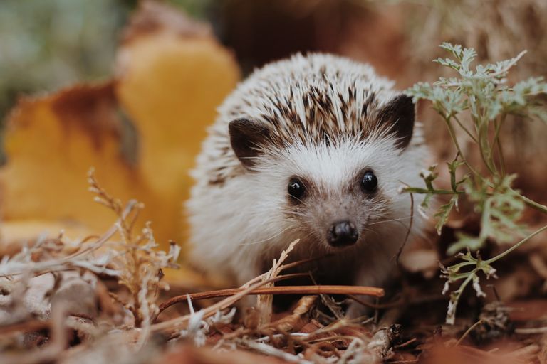 Hedgehog in garden