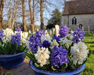 purple and white hyacinths planted in pots