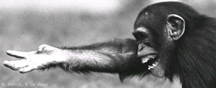 Apes Point to Origins of Human Language | Live Science