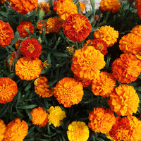 French Marigold 'Orange Winner' from Suttons