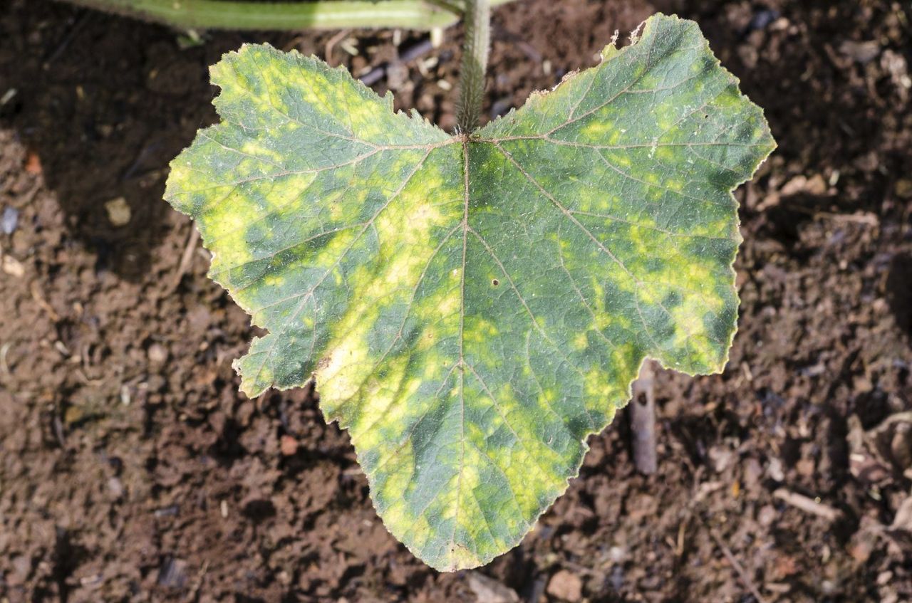 Diseased Pumpkin Plant Leaf