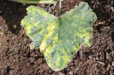 Diseased Pumpkin Plant Leaf