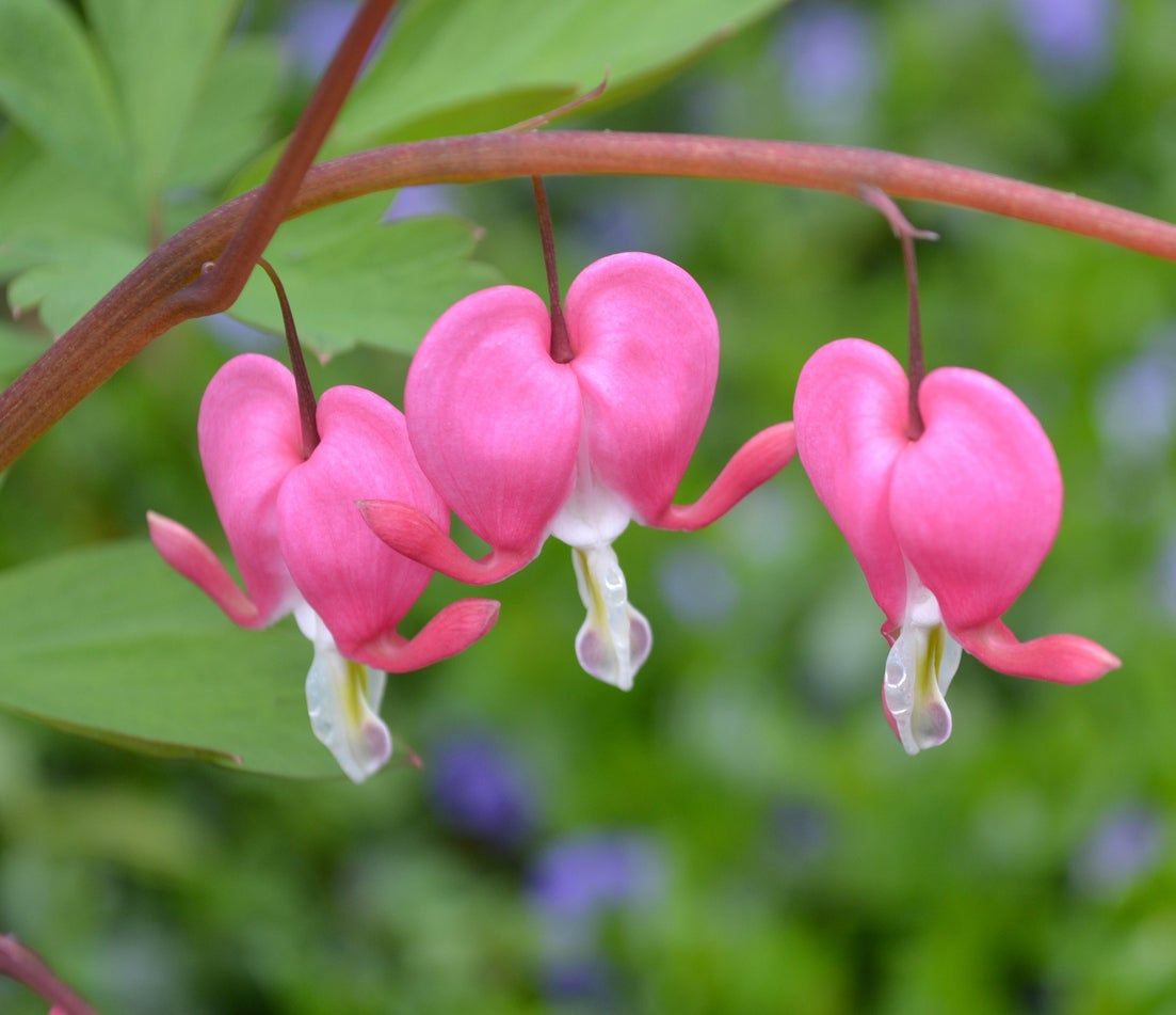 Three Pink Bleeding Heart Flowers