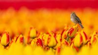 A small bird perches on a red and yellow tulip amidst a vibrant field of blooming tulips, singing in the warm sunlight