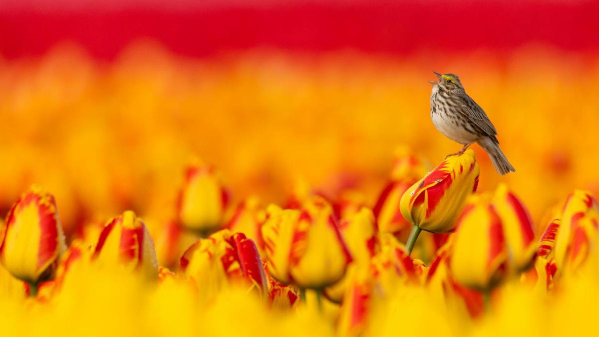 A small bird perches on a red and yellow tulip amidst a vibrant field of blooming tulips, singing in the warm sunlight