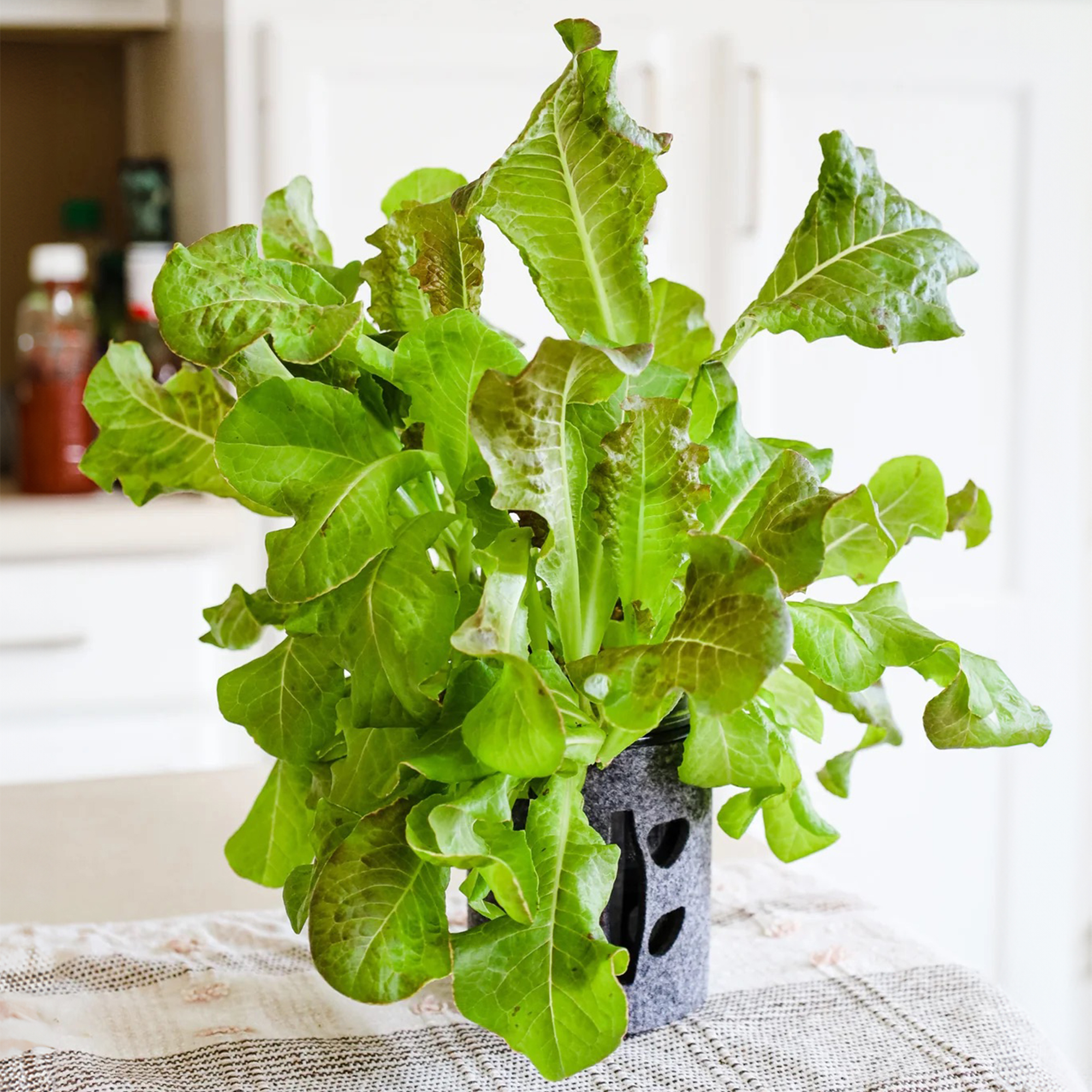 Hydroponic lettuce mason jar kit in kitchen