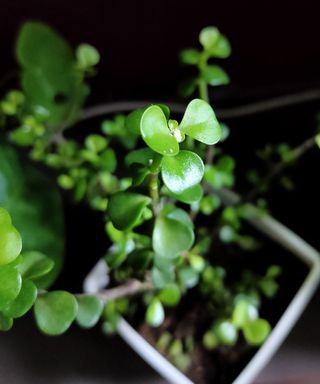 Closeup of jade plant