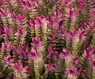 hebe silver dollar flourishing in fall container display