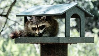 A raccoon eating bird seed in a bird house