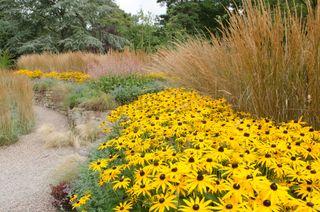 A border filled with rudbeckias and ornamental grasses