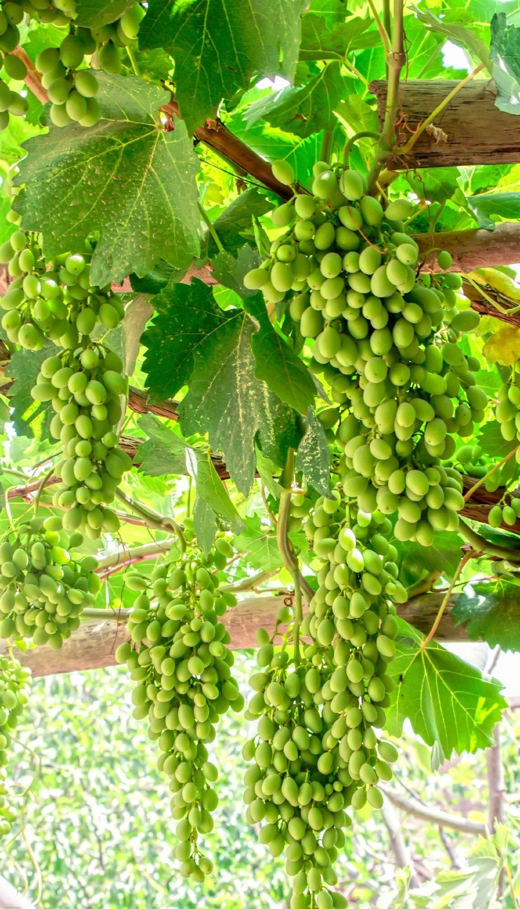 Grape Vines Full Of Green Grapes