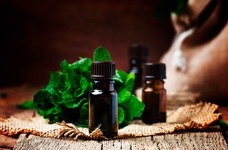 bottles of peppermint essential oil