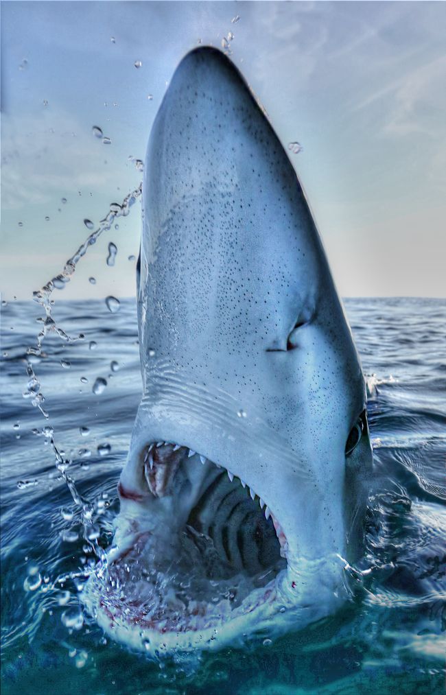 The Vitec Group - Shark 1