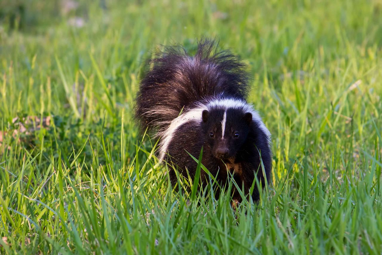 How To Get Rid Of Skunks In Your Yard Non Lethal Ways To Keep These