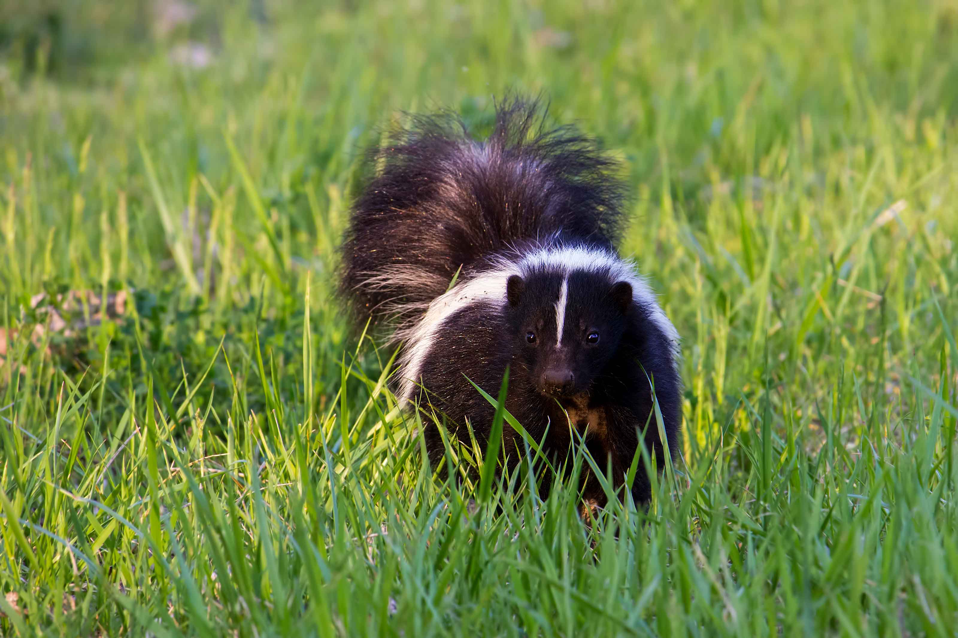 skunk on lawn