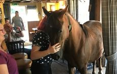 New-Forest-Pony-Pub2.jpeg