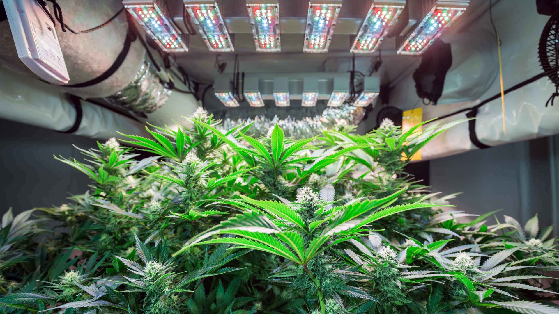 Operating a Marijuana Business