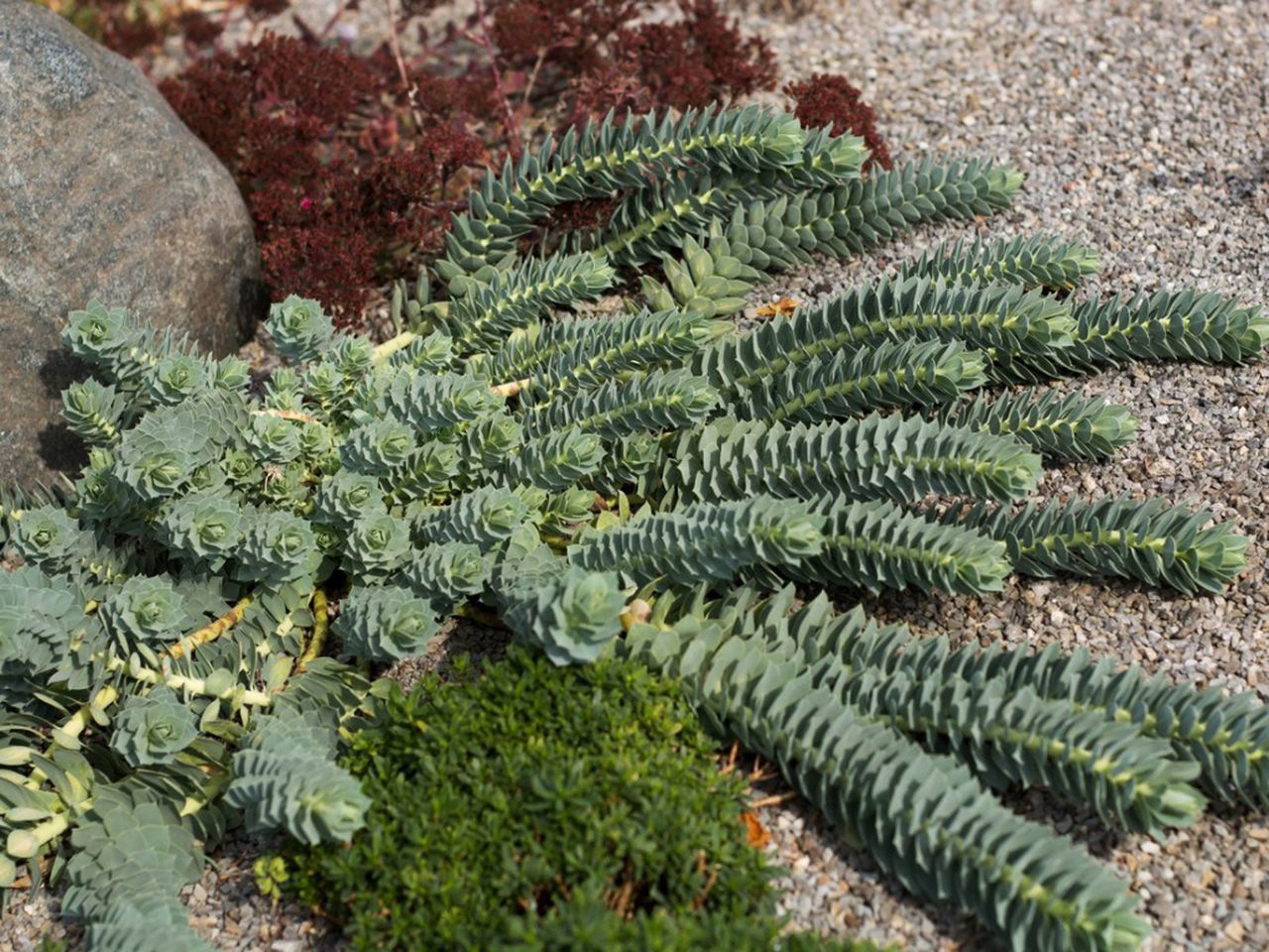 Succulent Rock Garden