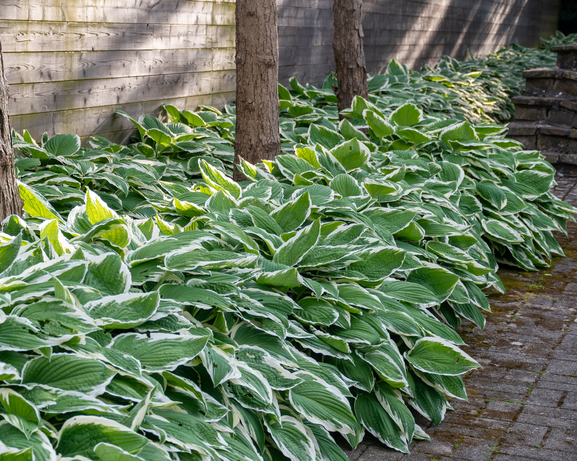 Hosta growing in shady area beneath trees