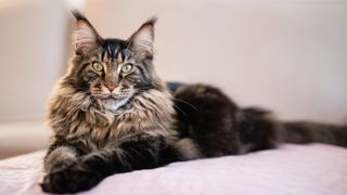 Popular cat breeds