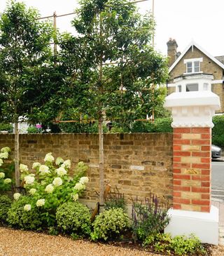 a front garden idea using pleached trees to screen from the road