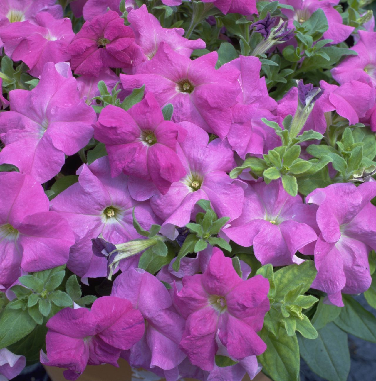 How to grow petunias add easy summer color to your garden Gardeningetc