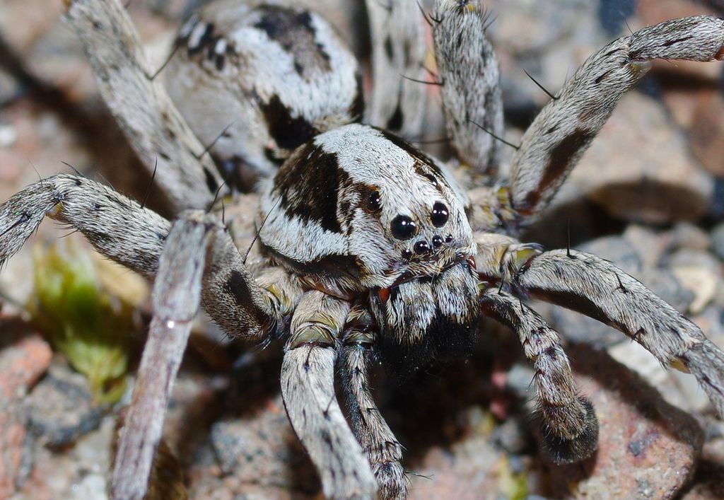 Rare wolf spider presumed extinct turns up on British military base