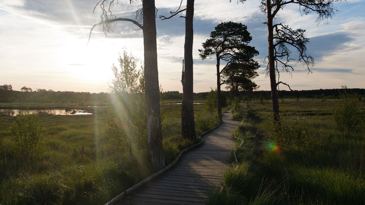 Panasonic Lumix L10 image gallery: a boardwalk in a nature reserve, lined with tree silhouetted by the low lying sun
