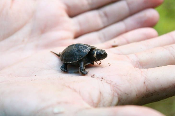 Wild! Scientists Are Watching Baby Turtles from Space | Space