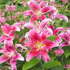 Pink and white 'Stargazer' Lilies in the garden