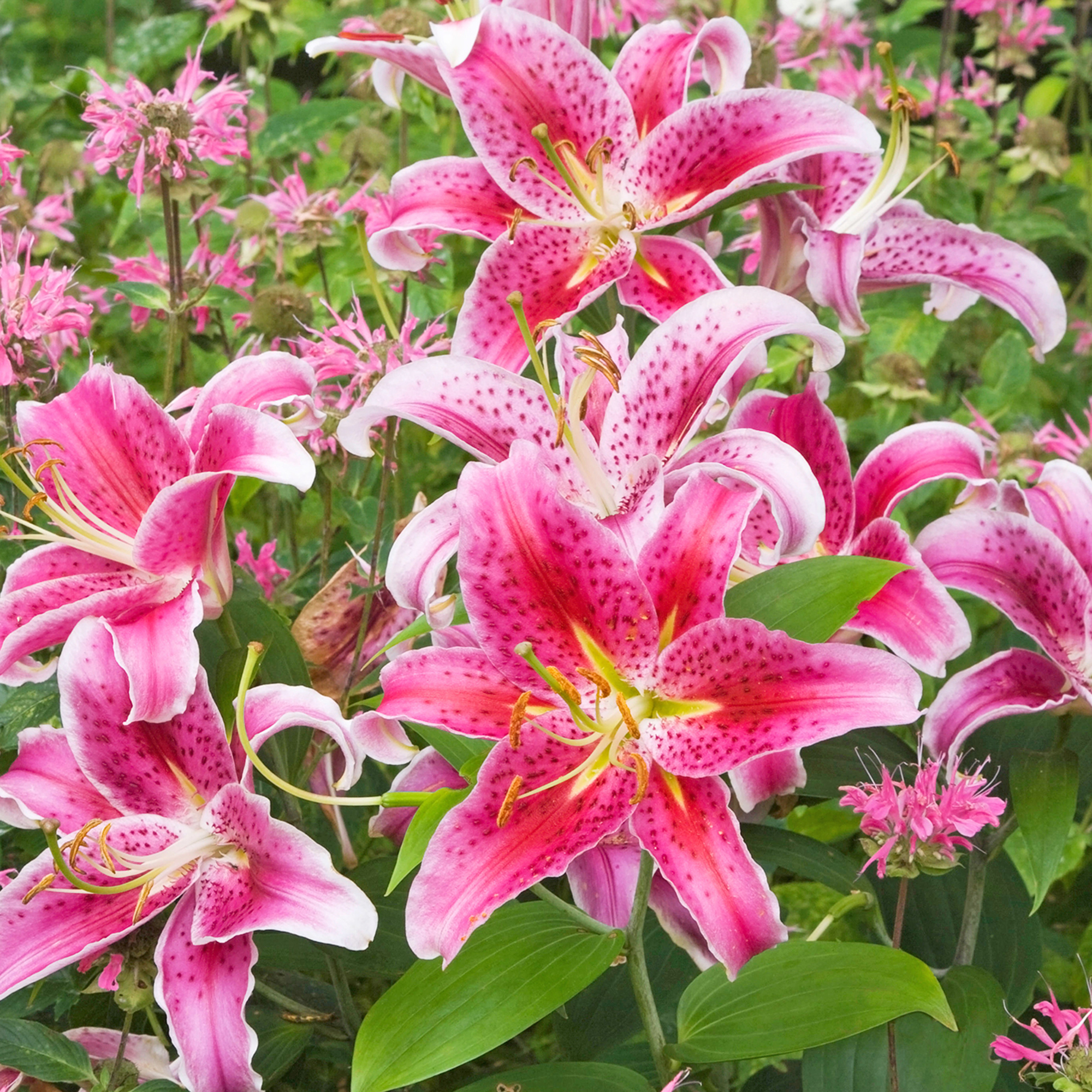 Pink and white 'Stargazer' Lilies in the garden