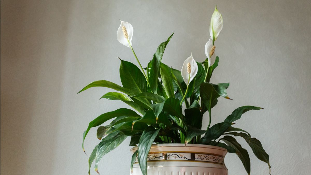 How to fertilize a peace lily – plus expert tips on when to do it