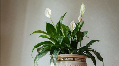 White peace lily