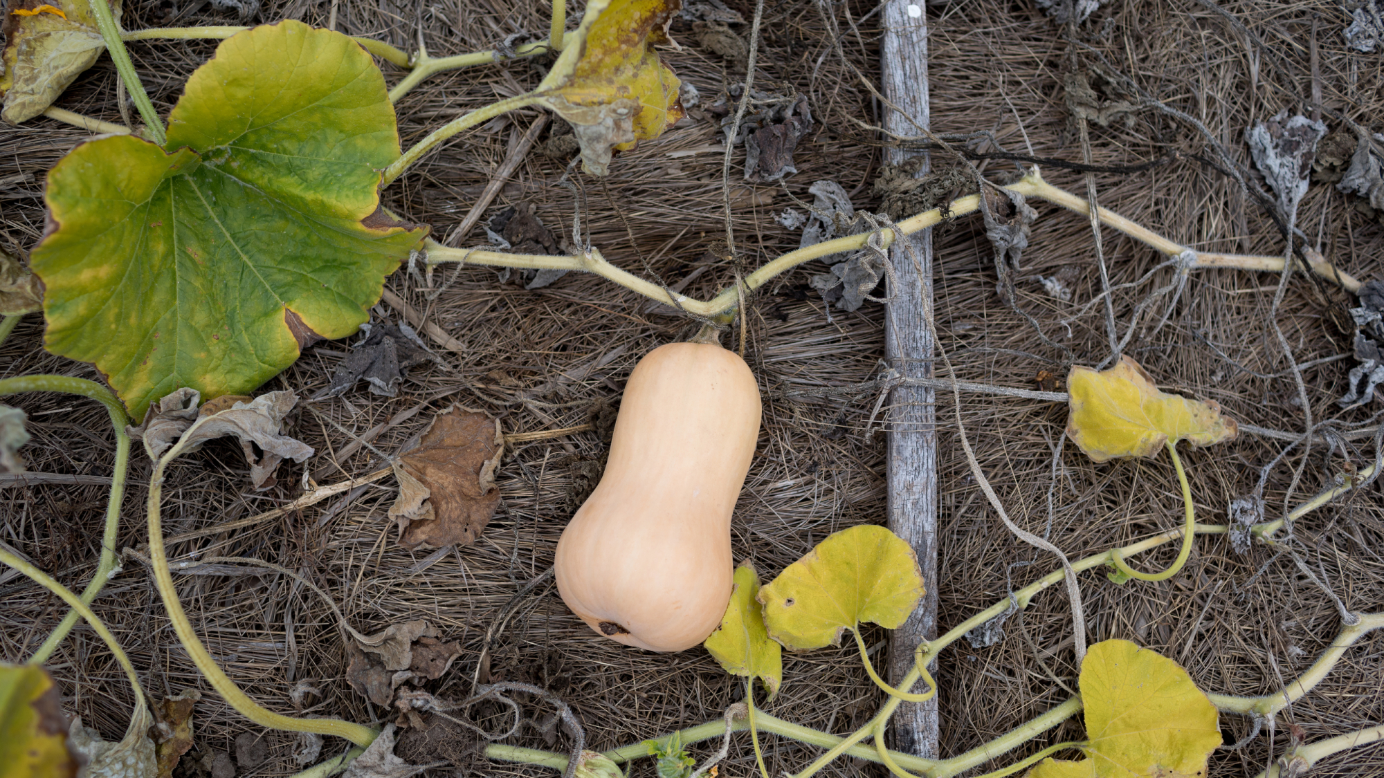 dying butternut squash vines with one fruit