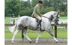 Allister Hood OUR CASHEL BLUE 162