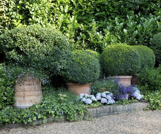 Shrubs growing in large containers in a neat border